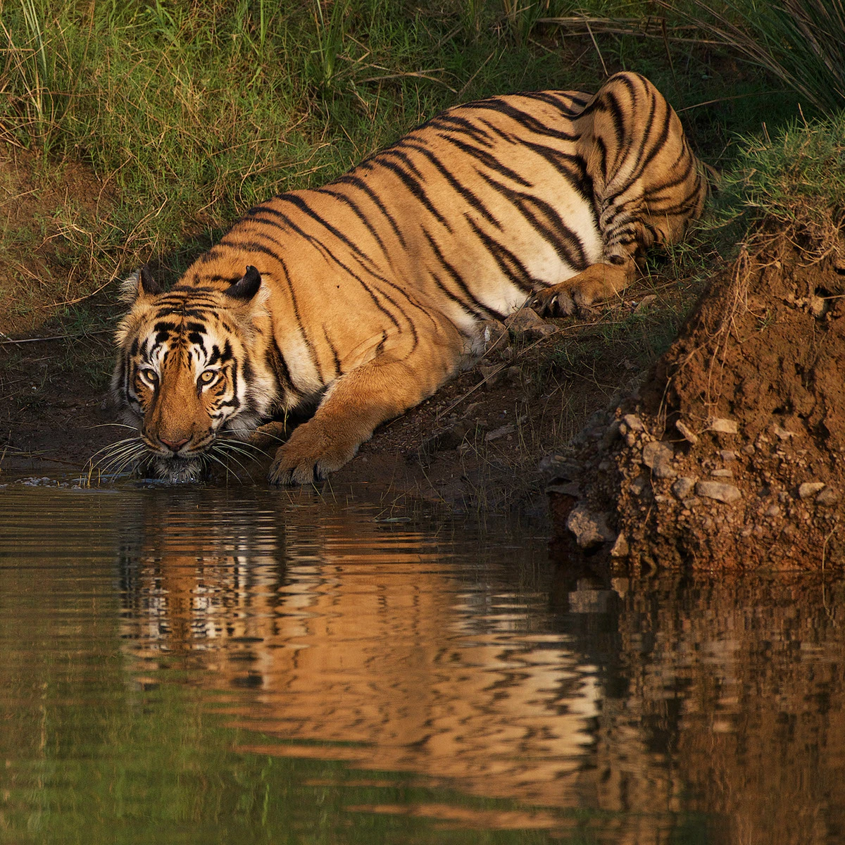 Wildlife safari travel